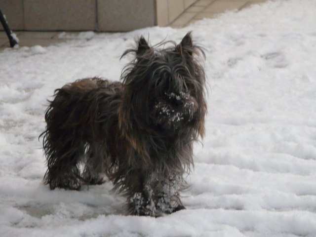 debby neige et bresnay 31 janvier 2010 022.jpg