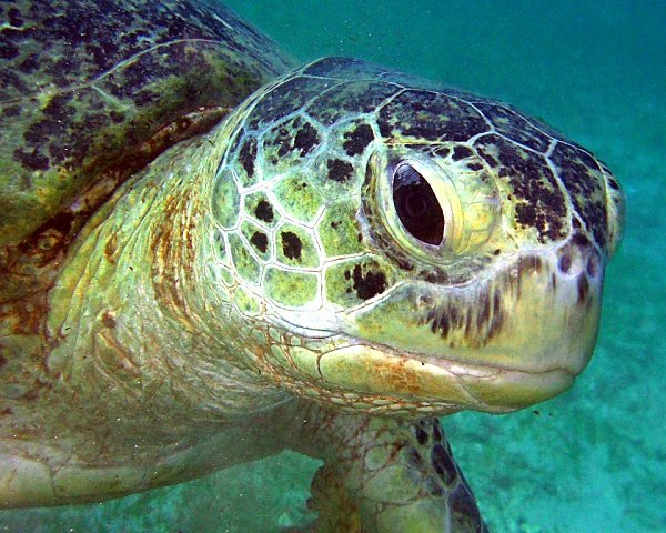 2009-04-26-Tortue-verte--14-.jpg