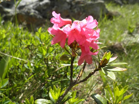 09 Plantes de montagne.jpg