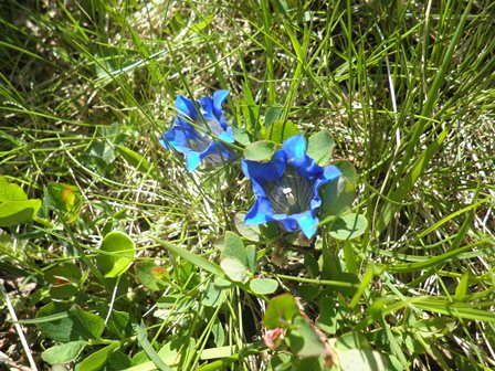 10 Plantes de montagne.jpg
