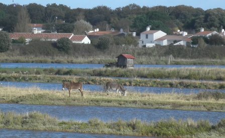 NOIRMOUTIER 001.jpg