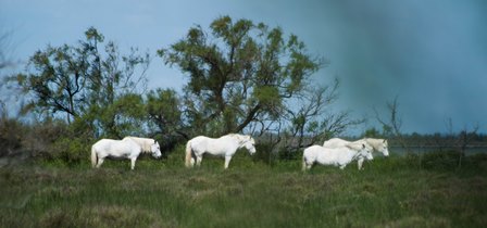 14 Camargue.jpg