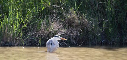 20 Parc Ornothomogique de Camargue.jpg