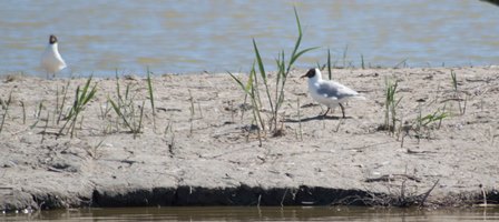 21 Parc Ornothomogique de Camargue.jpg