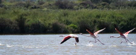 23 Parc Ornothomogique de Camargue.jpg