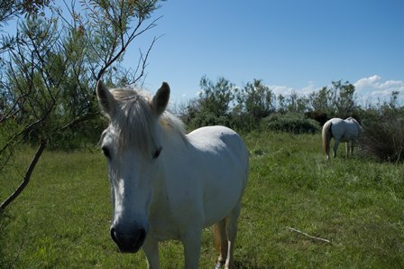 24 Camargue.jpg