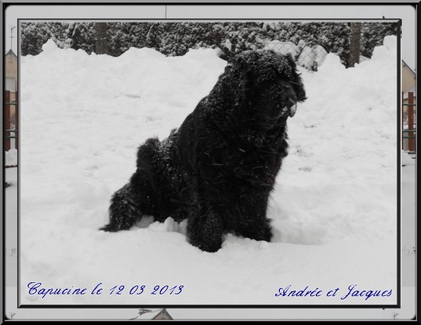 Capucine sous la neige 2013.jpg