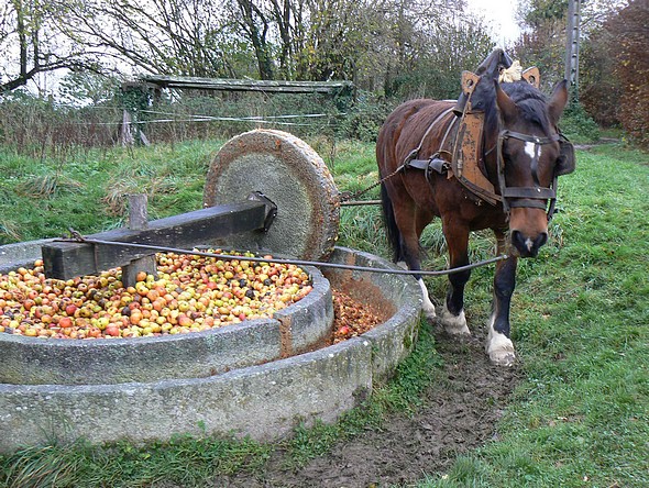 01-caline-a-la-manoeuvre-pour-le-gadage[1].jpg