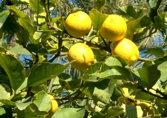 PICT0213.JPG