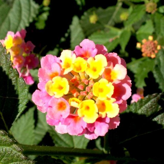 PICT0423.JPG