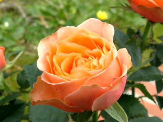 PICT0515 - rose de mon jardin 10 03 2011 -.JPG