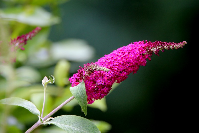 IMG_0399 buddleia ou arbre aux papillons.JPG