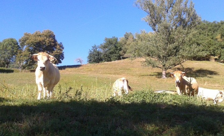 vaches-aubrac.jpg