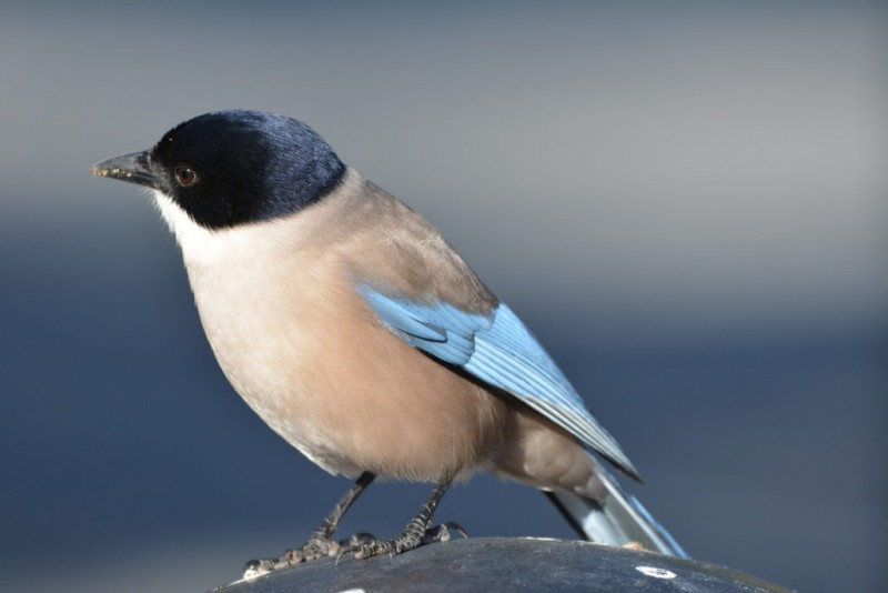 PIE BLEUE d'ESPAGNE.jpg