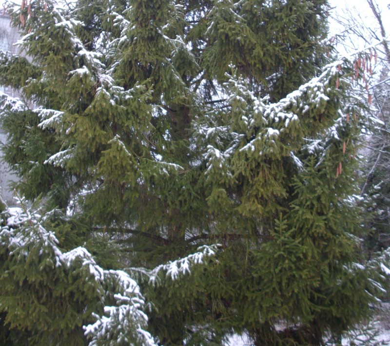 sapin neige1.jpg