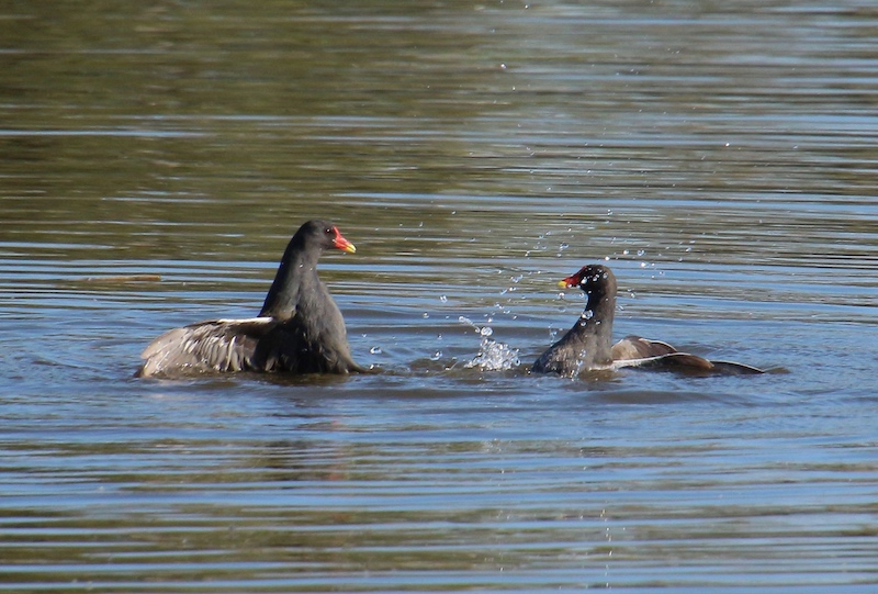 IMG_0247 deux poules d'eau sur l'étang 800 Pixels.jpg