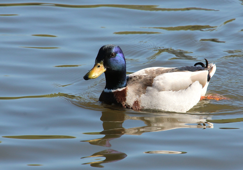 IMG_0094 copie CANARD COLVERT recadré.jpg