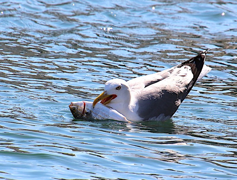 IMG_0136 goeland et poisson.jpg