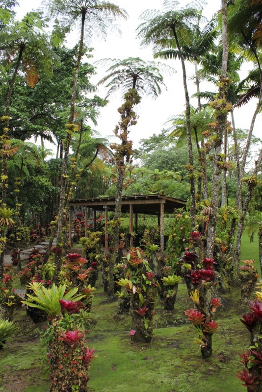 168-[Mart] - Jardin de Balata.JPG