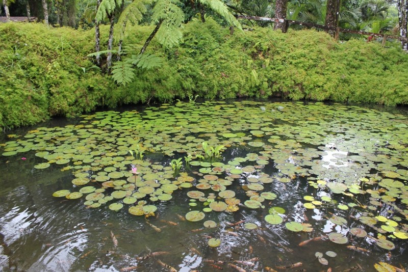 170-[Mart] - Jardin de Balata.JPG