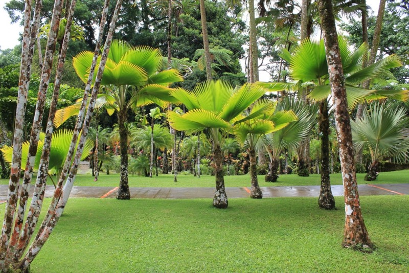 171-[Mart] - Jardin de Balata.JPG