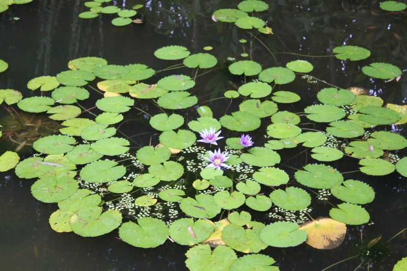 175-[Mart] - Jardin de Balata.JPG