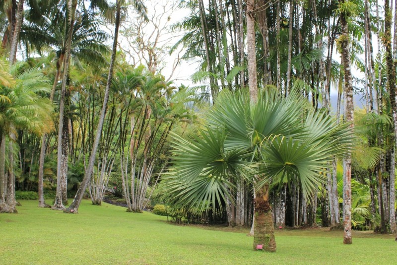 187-[Mart] - Jardin de Balata.JPG