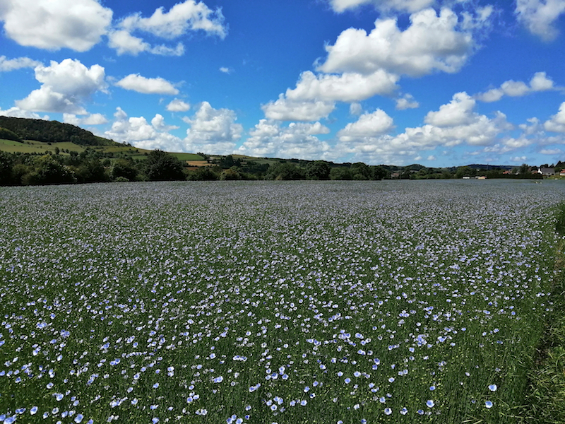 Floraison du lin 76.jpg