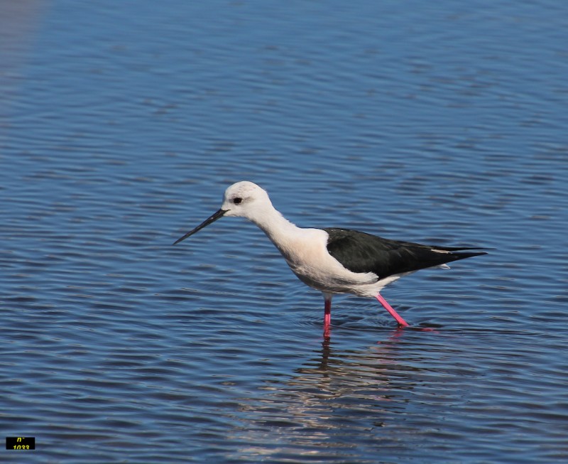 IMG_1033.jpg échasse blanche.jpg