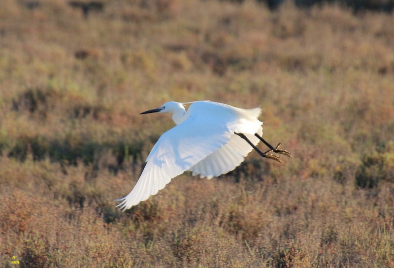 IMG_0353 2.jpg aigrette.jpg