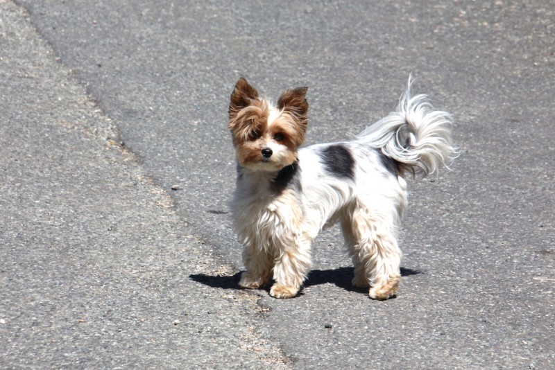 IMG_0664.JPG JAÏAIA petit chien des voisins au cg de Cavalaire .JPG