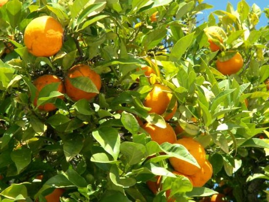 ORANGERS à FARO - juin 2011 - PICT0281.JPG