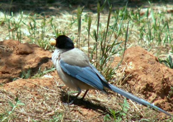 Le Geai au camping Quarteira déjeune avec nous --- PICT0015-1.JPG