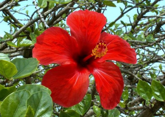 PICT0244 - Hibiscus dans le Camping Nazaré - JUIN 11 PORTUGAL.JPG