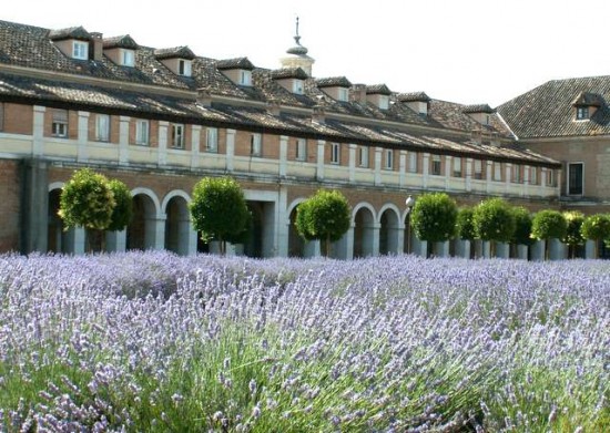 PICT0545 - les LAVANDES à ARANJUEZ - le retour - juin 2011.JPG