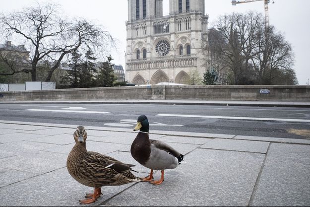 Cerfs-dauphins-singes-sangliers-les-animaux-ont-quartier-libre-dans-nos-villes-2.jpg