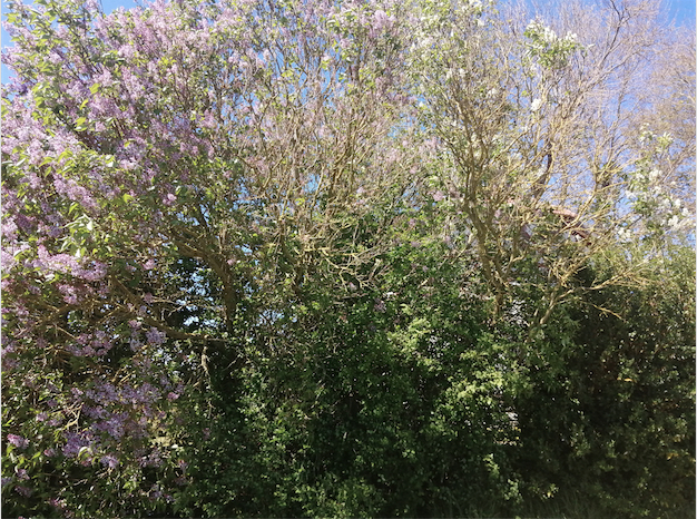 Lilas mauve et blanc.jpg