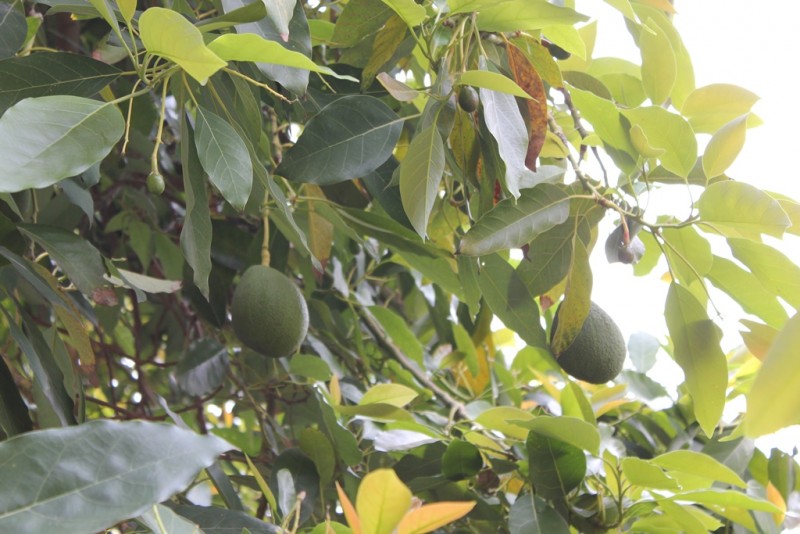 103-[TNRF] - La Gomera.JPG