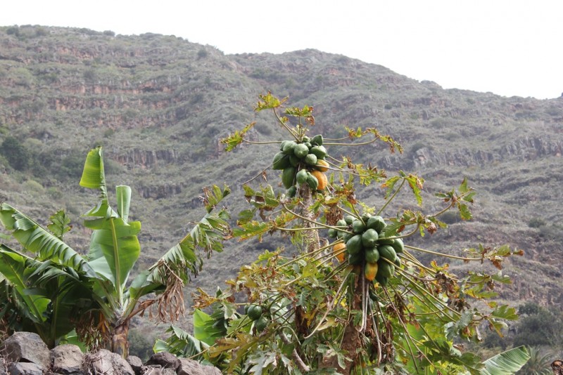 98-[TNRF] - La Gomera.JPG