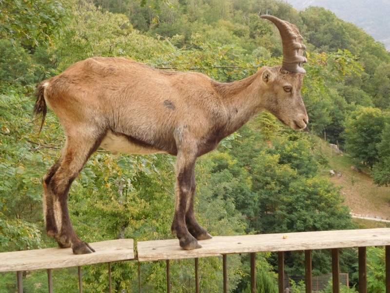 Bouquetin Des Alpes 1.JPG