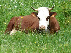 vache abondance.JPG