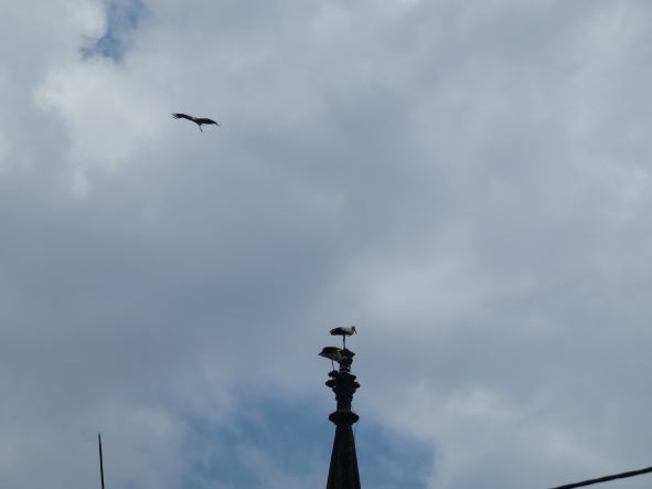 P1000642 1.JPG