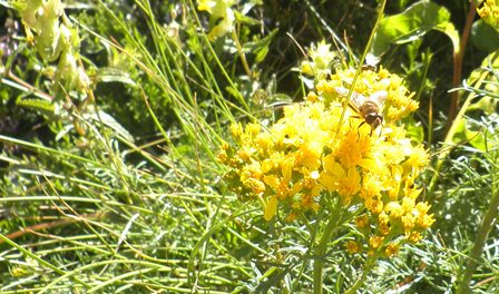 w16 abeille.jpg